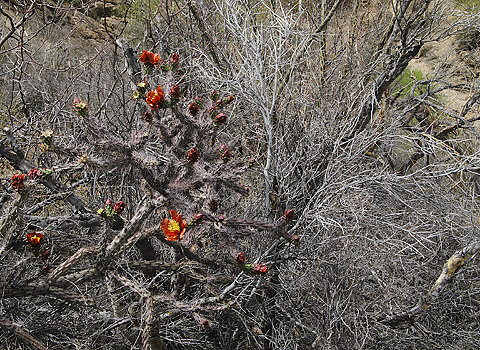 blooming staghorn cholla